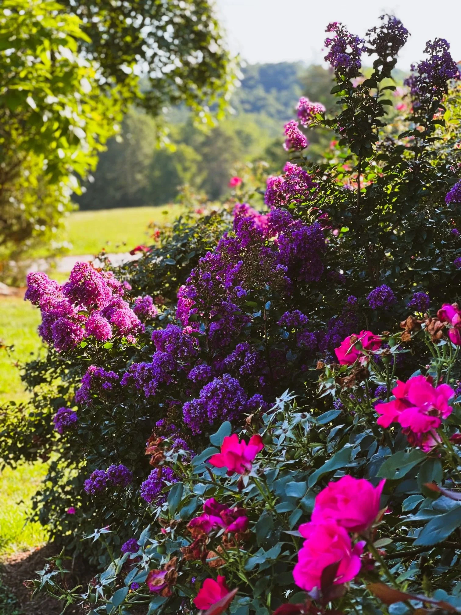 Colorful flowers and leafy grounds for a photo-session backdrop